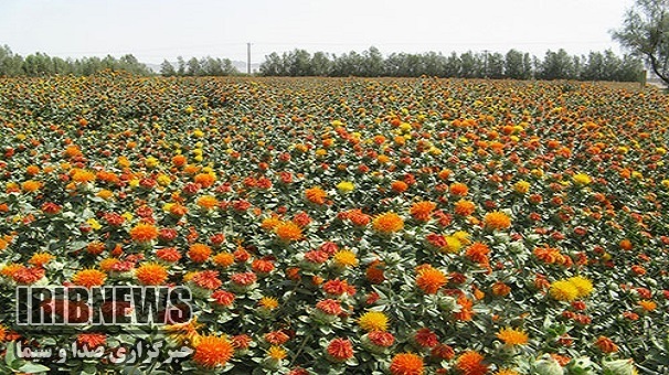 آغاز برداشت گلرنگ از مزارع استان زنجان