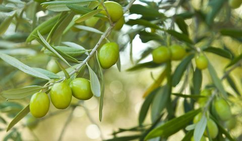 اصلاح و احیا باغ&zwnj;های زیتون در نی ریز