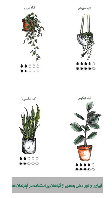 روش نگهداری گیاهان آپارتمانی