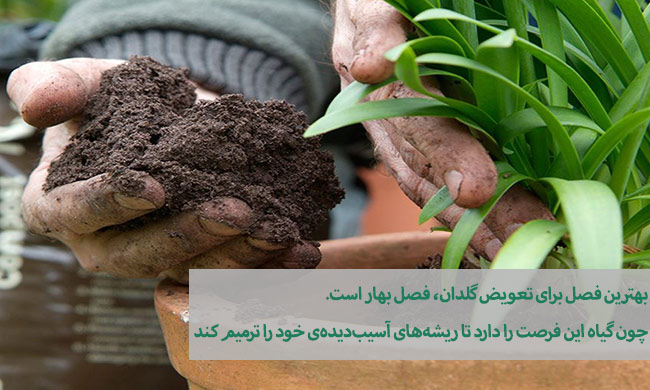 روش نگهداری گیاهان آپارتمانی