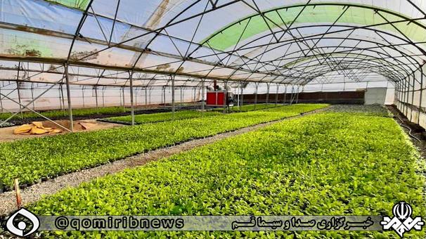 قم تنها کلان&zwnj;شهر خودکفا در تولید گل&zwnj;ها و گیاهان زینتی