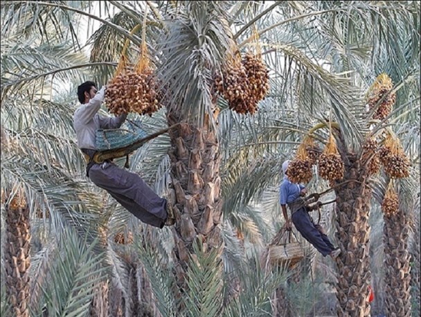آغاز برداشت رطب نوبرانه کشور در هرمزگان