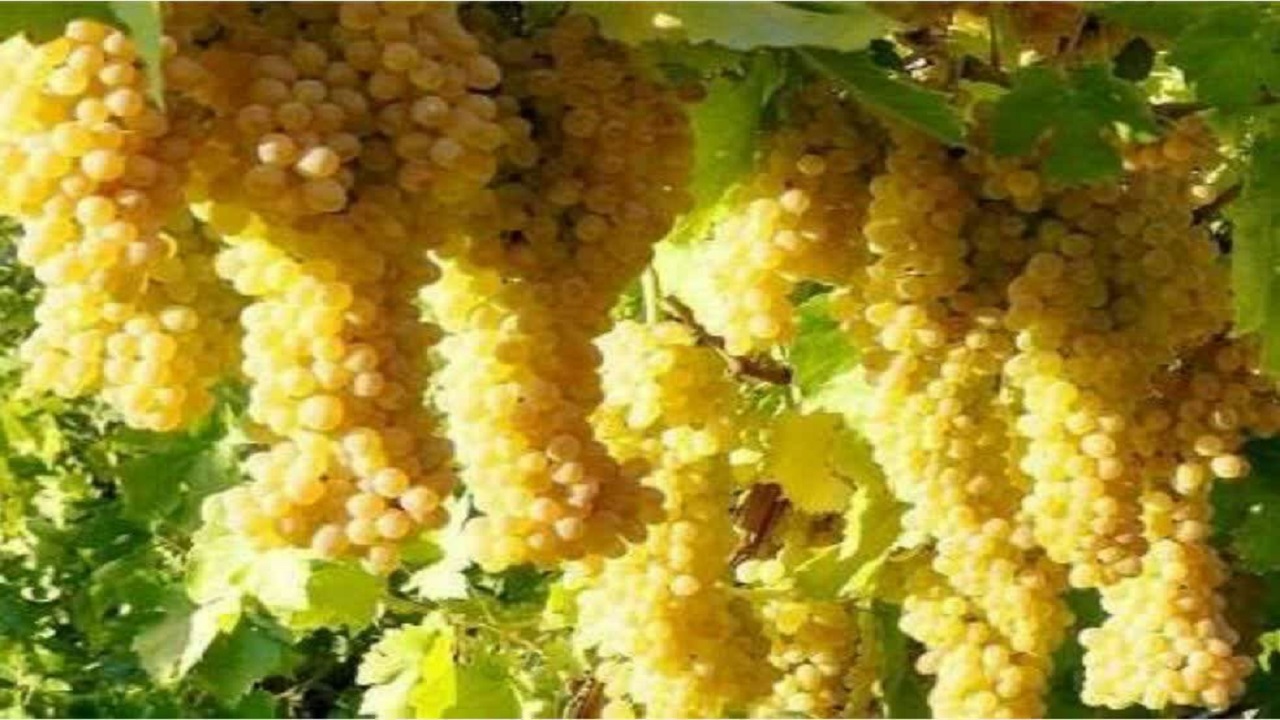 آغاز برداشت انگور از تاکستان&zwnj;های شهرستان کیار