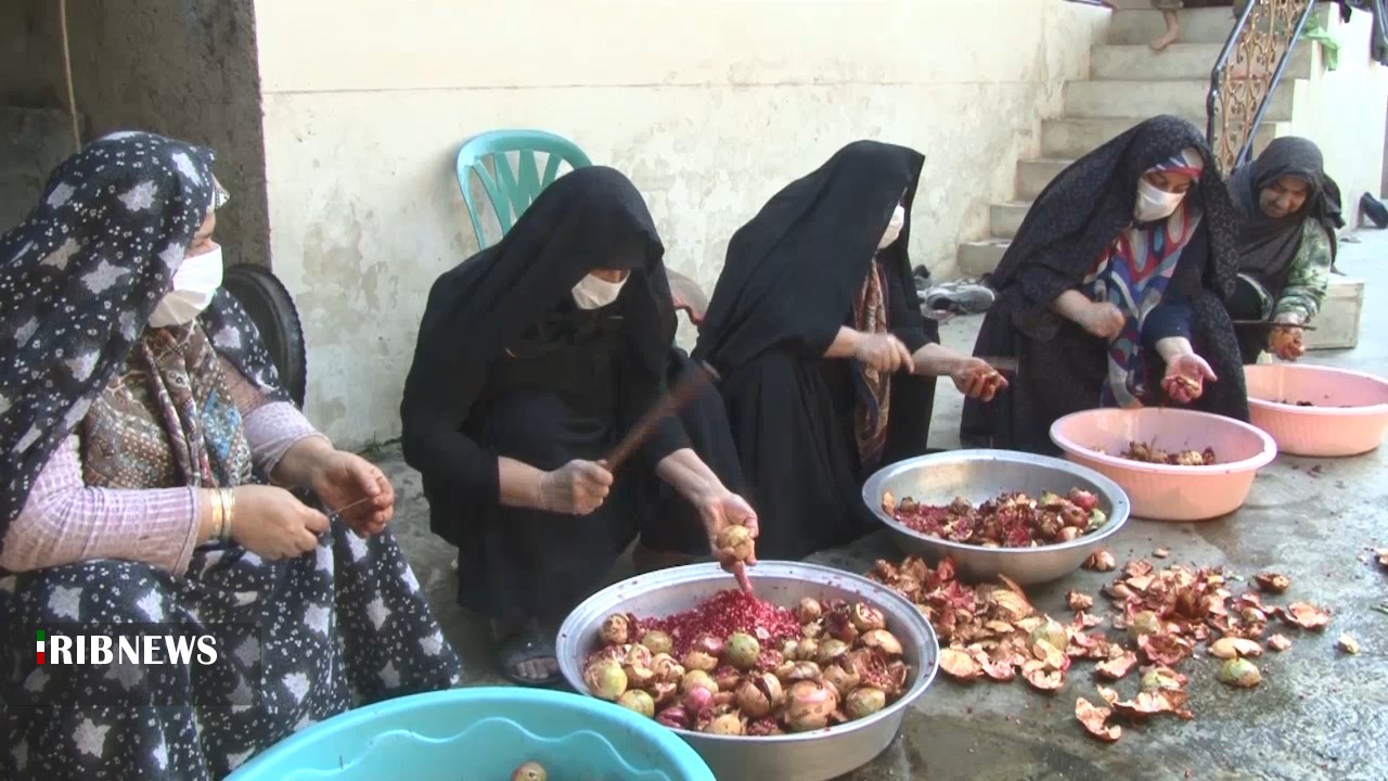 شیرین شدن کام زنان شمالی با انار ترش میانکاله