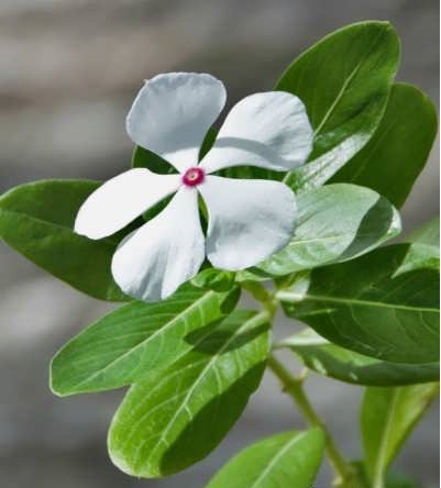 پرورش گیاه پیچ تلگرافی