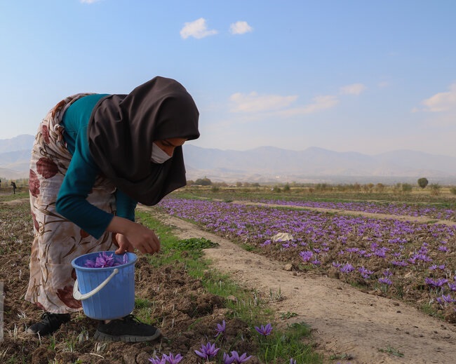 افزایش ۳۰ درصدی برداشت طلای سرخ در آذربایجان&zwnj;شرقی