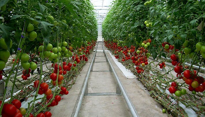تولید ۳۰۰ تن انواع صیفی جات در گلخانه های هیدرو پونیک چالدران