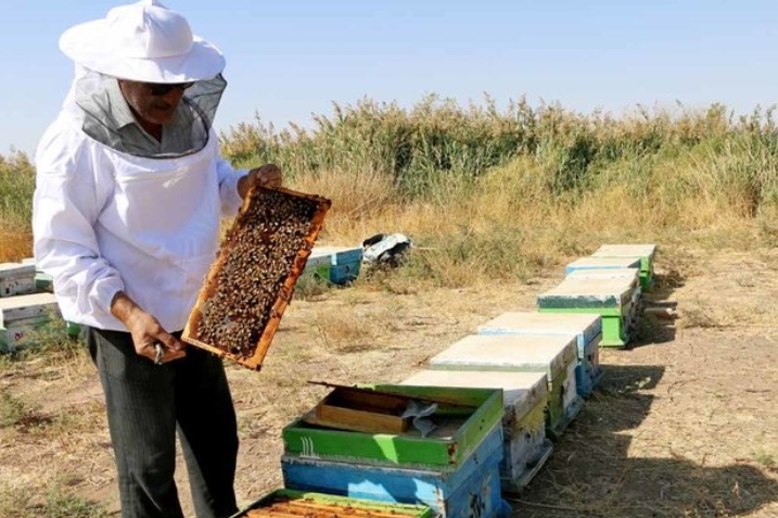 خوی قطب تولید عسل در آذربایجان غربی