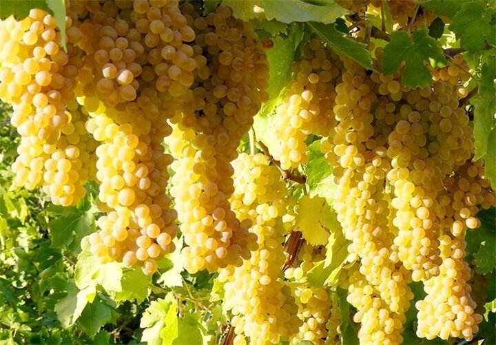 آغاز برداشت انگور از تاکستان&zwnj;های خراسان جنوبی