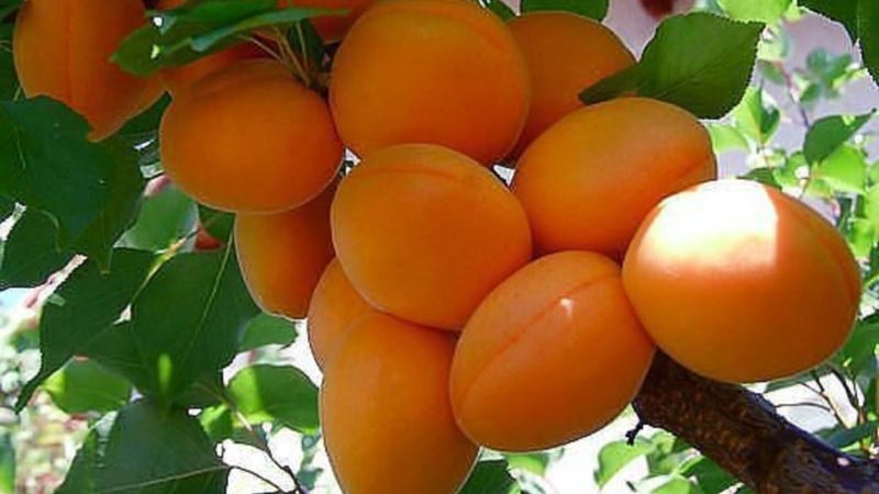 کاهش ۵۰ درصدی تولید زردآلو در خلخال