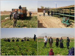 توسعه کشت گیاهان دارویی، نوش&zwnj;داروی کشاورزی جهت مناطق کم آب اصفهان