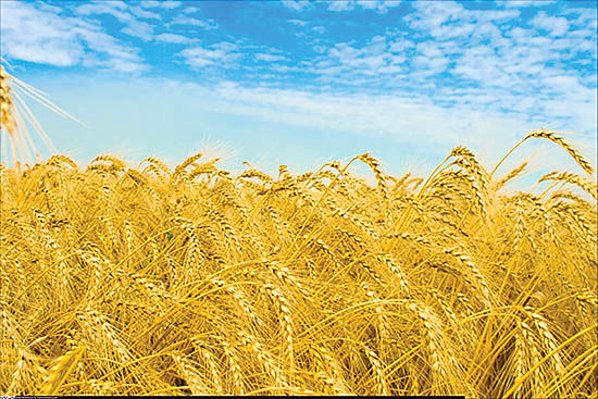 اجرای طرح&nbsp;افزایش عملکرد گندم&nbsp;در روستای چاه برف آوج&nbsp;