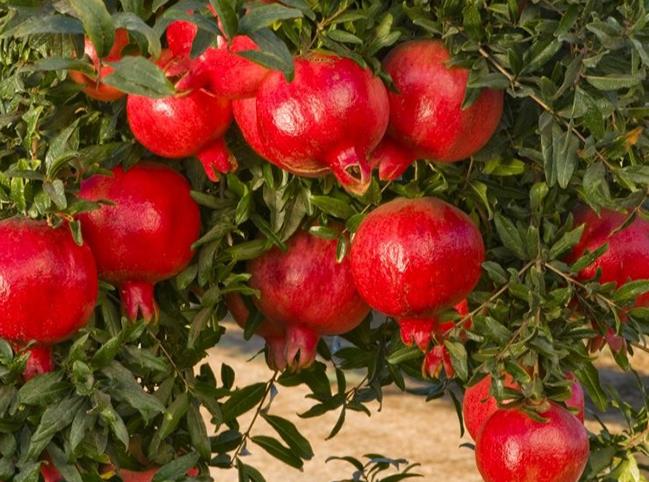یک اناربخوری انگار 11 عدد میوه خوردی