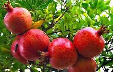 محصول انارستان&zwnj;های گلستان در بازار