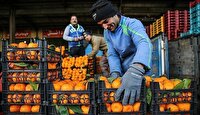 تامین ۲۵۰ تن میوه شب عید در کهگیلویه و بویراحمد