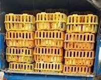 کشف هزار قطعه طیور زنده بدون مجوز دامپزشکی در بندر انزلی