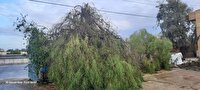 رکورد سرعت وزش باد در سواحل مکران شکسته شد