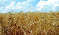 ذخایر گندم استان نسبت به سال گذشته در وضعیت مطلوب‌تری قرار دارد