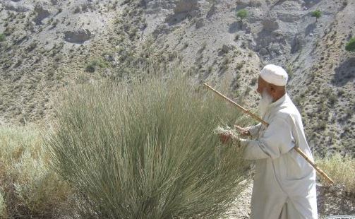 شناسایی بیش از ۴۰۰ گونه گیاهی در خاش