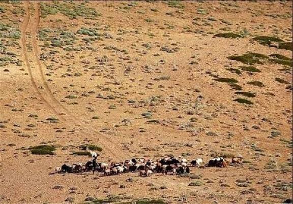 طرح‌های مرتع‌داری بطور گسترده در کرمانشاه اجرایی می‌شود
