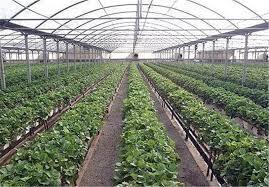 افتتاح نمادین طرح‌های گلخانه‌ای در رودبار جنوب