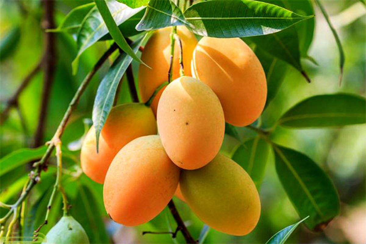 اجرای طرح آزمایشی آموزش‌های تخصصی انبه در قصرقند