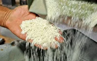 جریمه میلیاردی برنج فروش متخلف در همدان