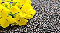 پرداخت کامل بهای خرید تضمینی محصول کلزای کشاورزان استان گلستان