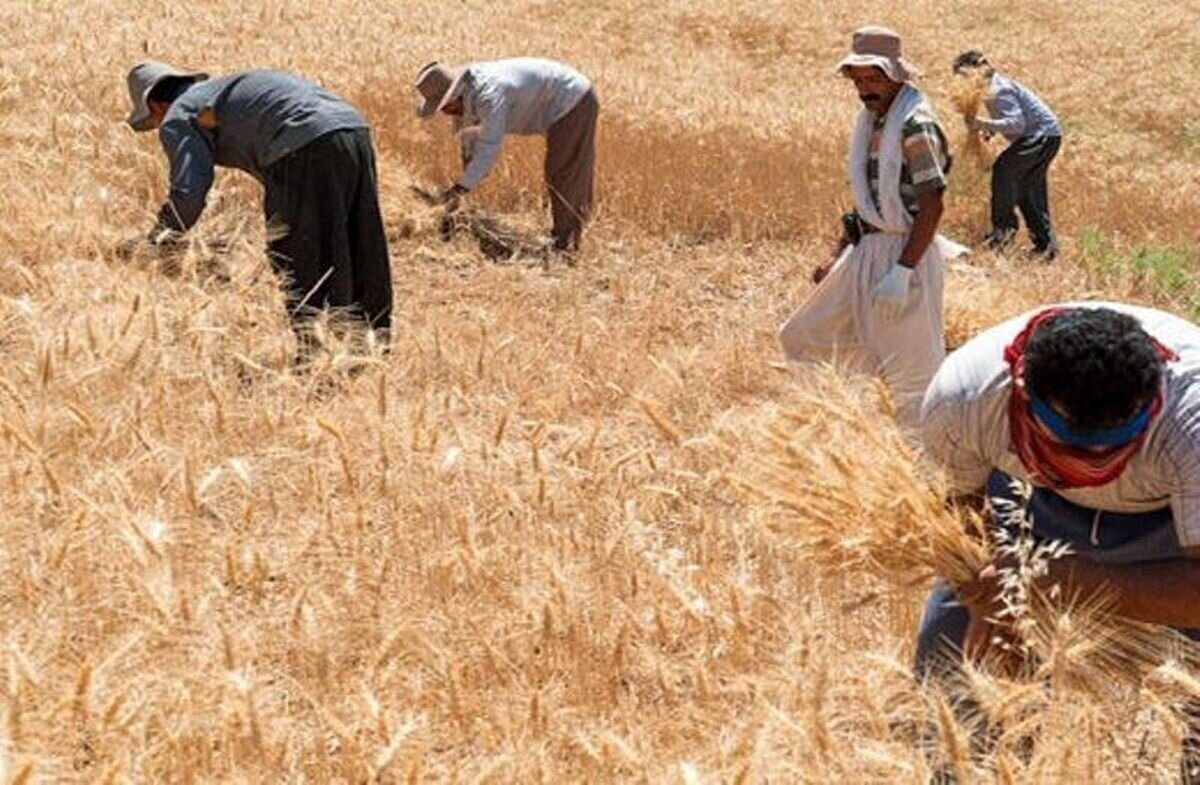 حق بیمه اجباری عامل نارضایتی کشاورزان