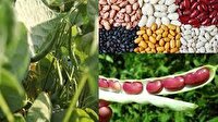 لرستان رتبه دوم تولید لوبیا در کشور