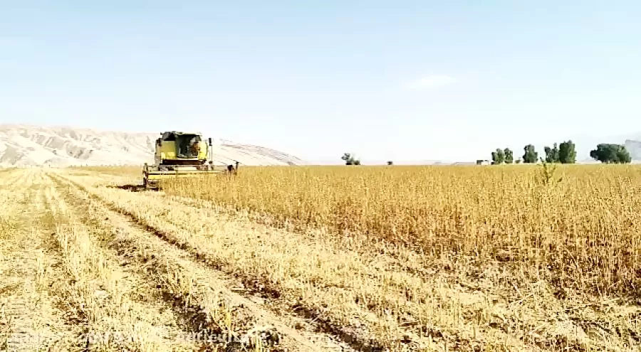برداشت کنجد از مزارع حاجی آباد