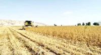 برداشت کنجد از مزارع حاجی آباد