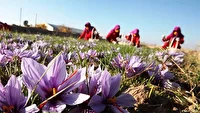 زعفران ناب خراسان در بسته بندی سفال همدان