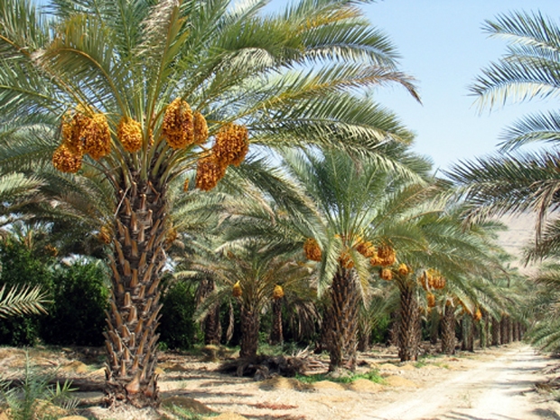 برداشت ۴۲۰۰تُن خرما از نخیلات قصرشیرین