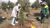 روز طبیعت امسال؛ نهال ها کاشته شدند تا جای شهدای جنگ رمضان  سبز بماند