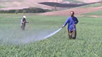 لزوم مبارزه با آفات و بیماریهای گندم در آذربایجان شرقی