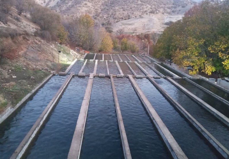 حل مشکل سوخت مزارع پرورش ماهی در استان زنجان