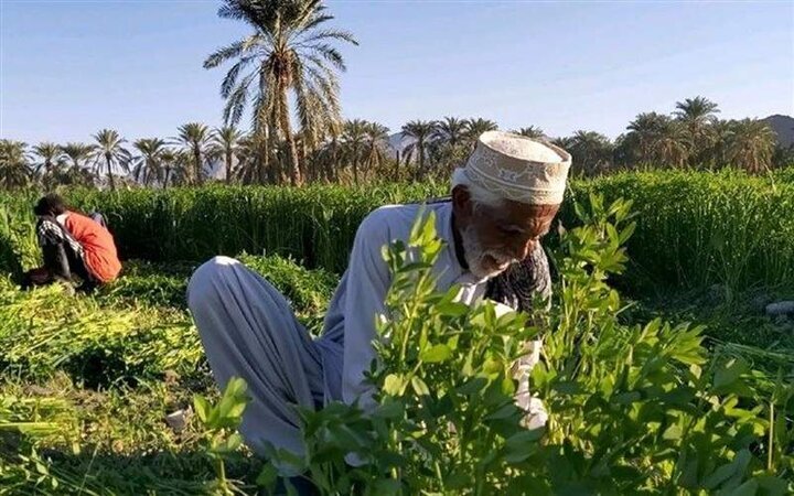 زهک، پیشگام الگو‌های نوین کشت
