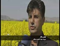گل دهی مزارع کلزا در سملقان