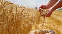 تأمین پایدار گندم، آرد و نان در آذربایجان‌غربی