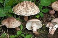 هشدار درباره خطر مصرف قارچ‌های خودرو