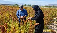 کشت گیاهان شورپسند در هفت شهرستان آذربایجان‌شرقی