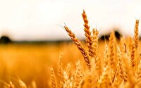 خرید بیش از هزار و ۳۰۰ تُن گندم از کشاورزان شهرستان دیّر