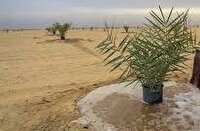 کاشت ۱۶۸ نخل به یاد شهدای دبستان شجره طیبه میناب