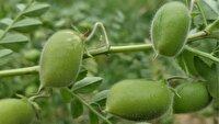 کشت نخود در ۳۵ هزار هکتار اراضی آذربایجان‌شرقی