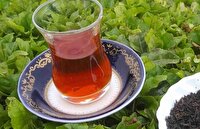عطر معطر نوشیدنی اصیل گیلانی و اصلی‌ترین دمنوش مورد پسند ایرانی ها، در مستند خبری چای