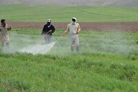 سم پاشی مزارع کبودراهنگ علیه سن غلات