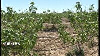 اجرای آبیاری نوین در هزار هکتار از زمین های قم