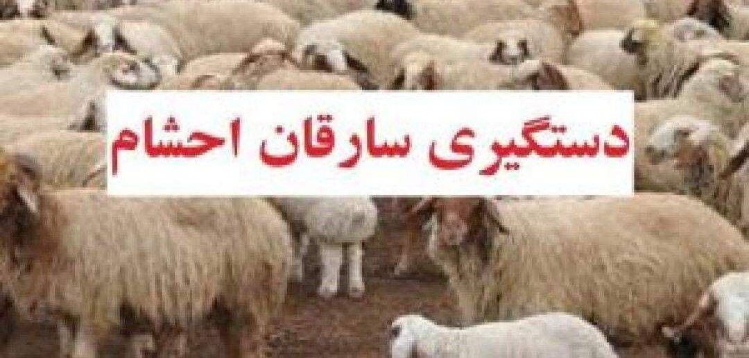 دستگیری باند ۲ نفره سارق احشام در قرچک