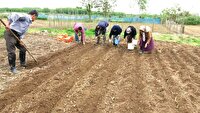 همت کشاورزان صومعه سرایی برای تولید محصولی شیرین و خوشمزه